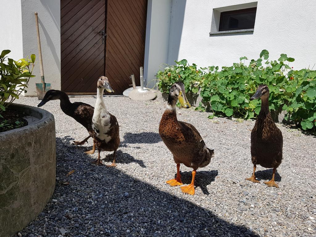 Hotel Bahnhof Giswil Dış mekan fotoğraf